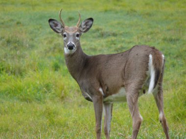 Geyik Quebec. Kanada, Kuzey Amerika.