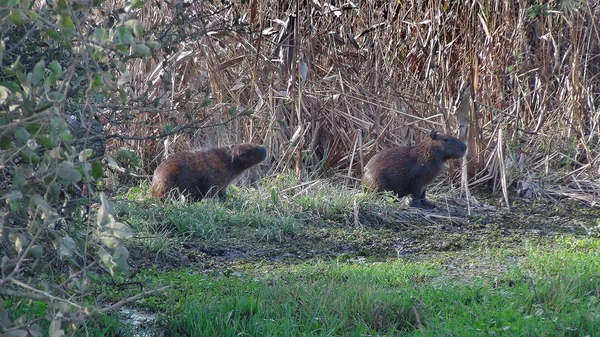 Capibara Bolivya, Güney Amerika.