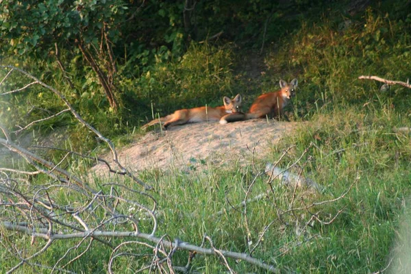 Fox in Quebec. Canada, Nord America . — Foto Stock