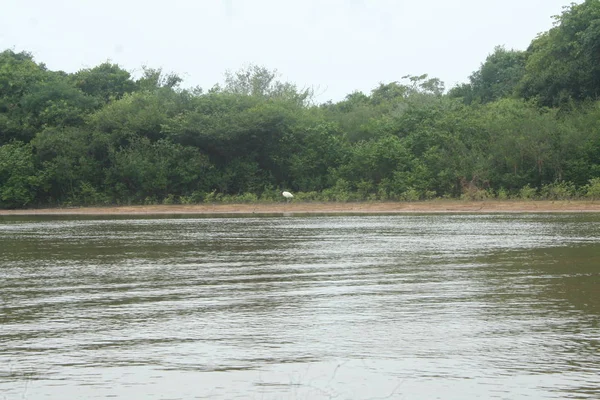 Nehirde Fleuve. Bolivya, Güney Amerika.