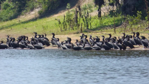 Karabatak Bolivya, Güney Amerika.