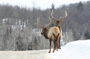 Geyik Quebec. Kanada, Kuzey Amerika.