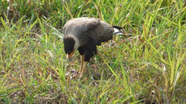 Caracara Bolivya, Güney Amerika.