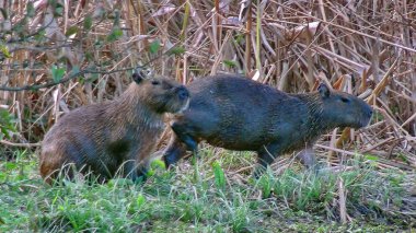 Capibara Bolivya, Güney Amerika.