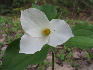 Ahşap Quebec. Kanada, Kuzey Amerika.