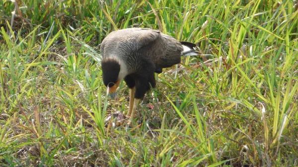 Caracara en Bolivia, América del Sur . —  Fotos de Stock