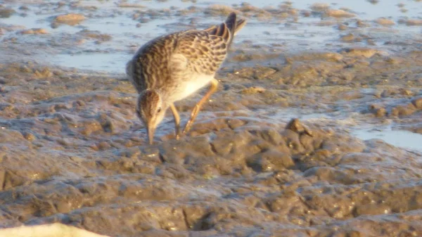 Sandpiper Bolivya, Güney Amerika.