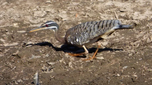 Güneş Bolivya, Güney Amerika.