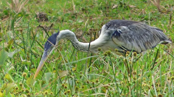 Heron in Bolivia, Zuid-Amerika. — Stockfoto