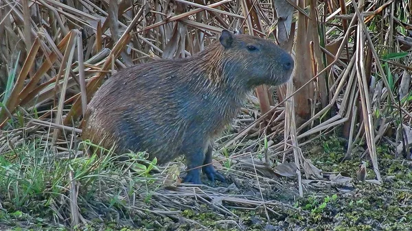 Capibara Bolivya, Güney Amerika.