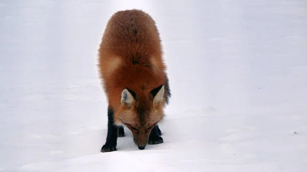 Fox in Quebec. Canada, north America.