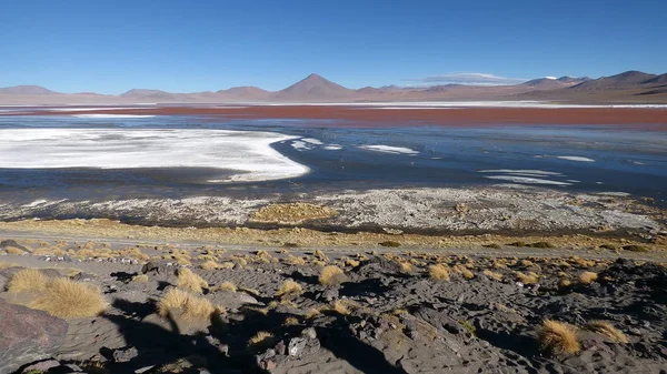 Laguna colorada Altiplano içinde. Bolivya, Güney Amerika.