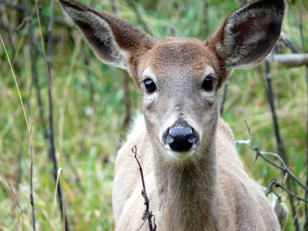 Geyik Quebec. Kanada, Kuzey Amerika.