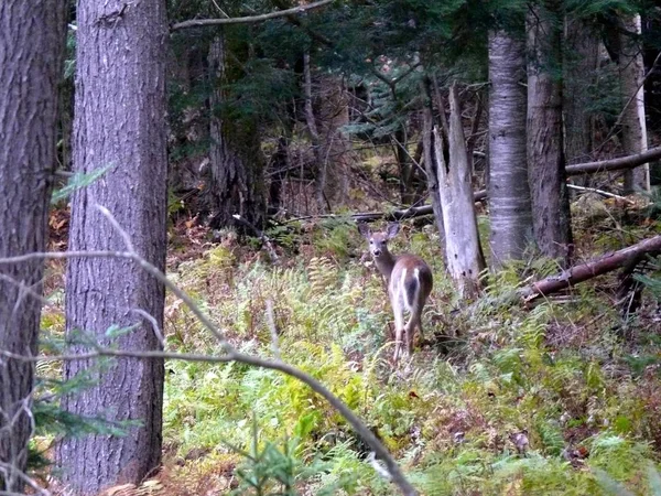 Jelen v Quebecu. Kanada, Severní Amerika. — Stock fotografie