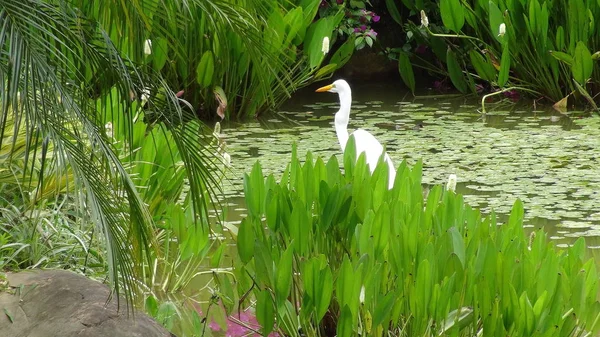 Bolivya, Güney Amerika ak balıkçıl.