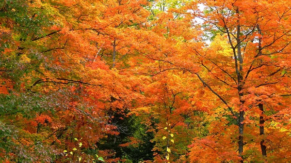 Herbst in Quebec. Kanada, nordamerika. lizenzfreie Stockbilder