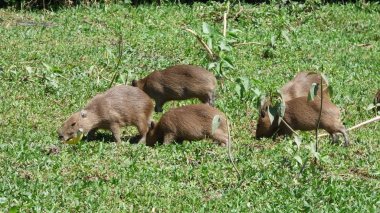 Capibara Bolivya, Güney Amerika.