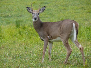 Geyik Quebec. Kanada, Kuzey Amerika.