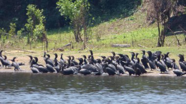 Karabatak Bolivya, Güney Amerika.