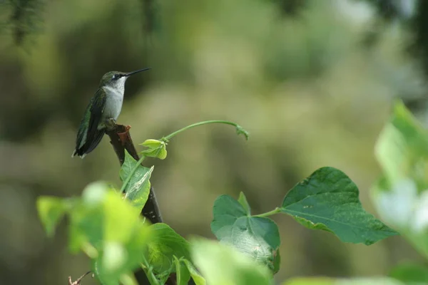 Hummingbird di Quebec. Kanada, Amerika Utara . — Stok Foto