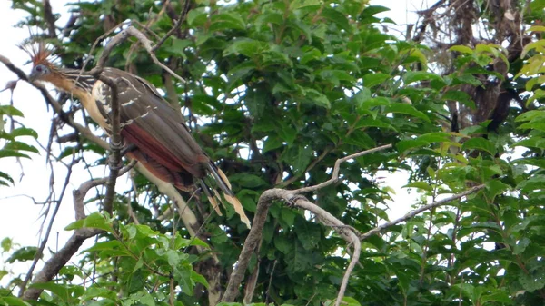 Hoazin Bolivya, Güney Amerika.