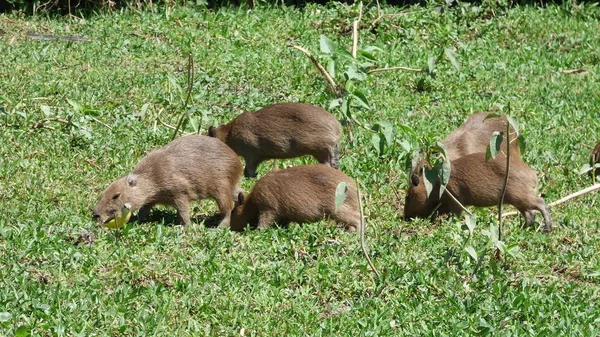 南米ボリビアのカピバラ. — ストック写真