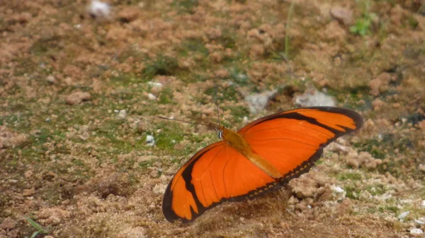 Insectes en Bolivie, Amérique du Sud . — Photo