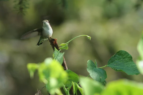 Colibrí en Quebec. Canadá, América del Norte . —  Fotos de Stock