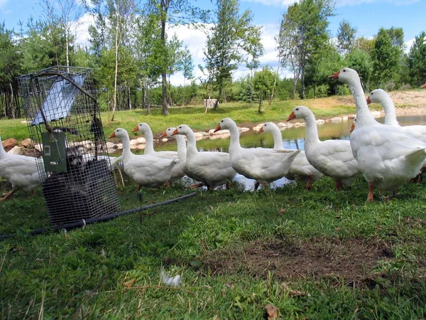 Gans in Quebec. Kanada, nordamerika. — Stockfoto