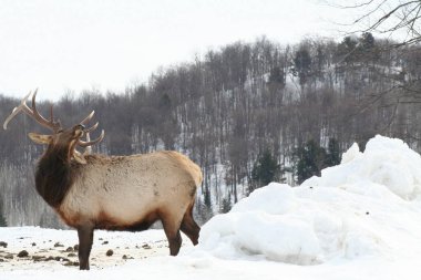 Geyik Quebec. Kanada, Kuzey Amerika.