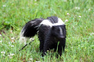 Quebec 'te Skunk. Kanada, Kuzey Amerika.