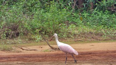 Spatula Fleuve içinde. Bolivya, Güney Amerika.