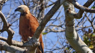 Bolivya'da, Güney Amerika Şahin.