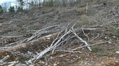 Bush imha Quebec. Kanada, Kuzey Amerika.