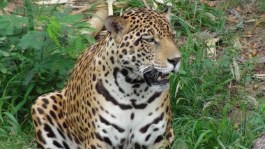Panthera Bolivya, Güney Amerika.