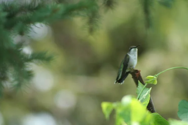 Colibri au Québec. Canada, Amérique du Nord . — Photo