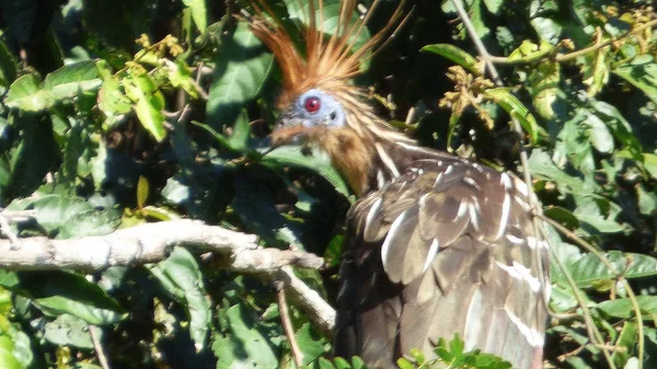 Hoazin Bolivya, Güney Amerika.