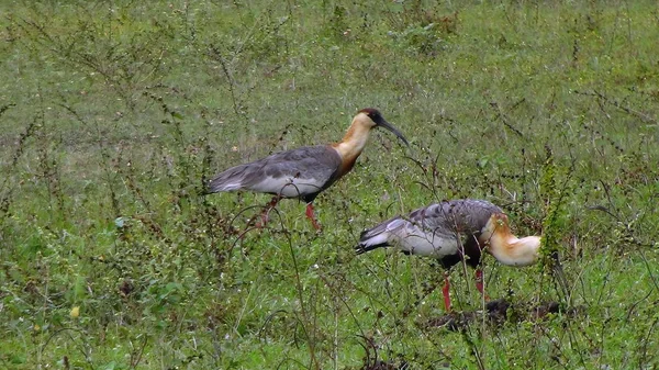 Ibis Bolivya, Güney Amerika.