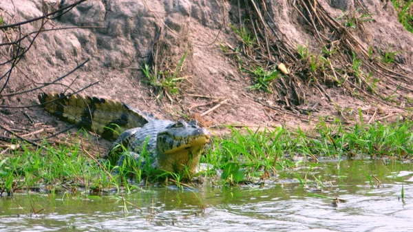Reptil Fleuve içinde. Bolivya, Güney Amerika.