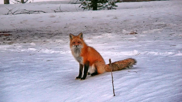 Fuchs in Quebec. Kanada, nordamerika. — Stockfoto