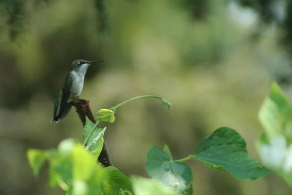 Colibri au Québec. Canada, Amérique du Nord . — Photo