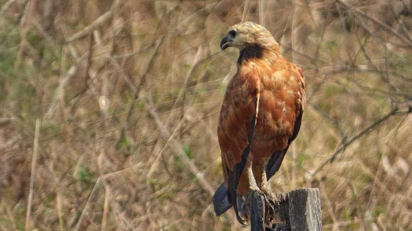 Wilde dieren in Bolivia, Zuid-Amerika. — Stockfoto