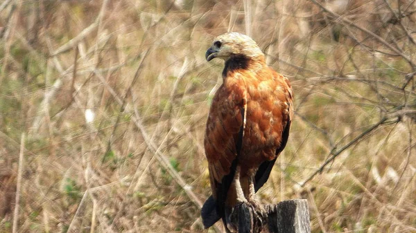 Güney Amerika 'dan çeşitli resimler. Landcapes, fauna, flora...