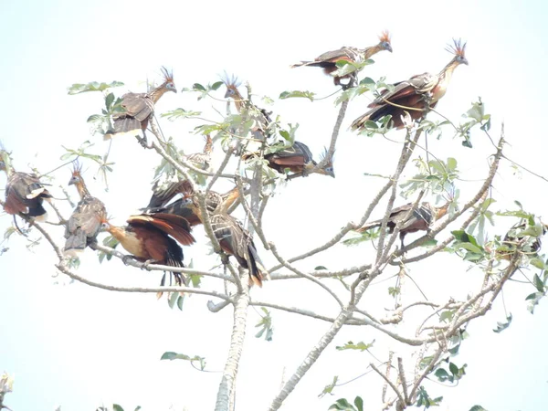 Vida selvagem na Bolívia, América do Sul . — Fotografia de Stock