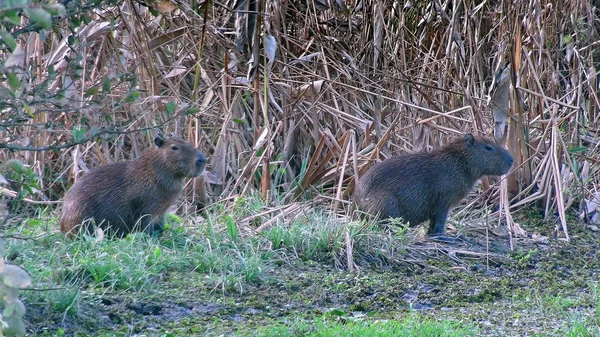 Capibara Bolivya, Güney Amerika.