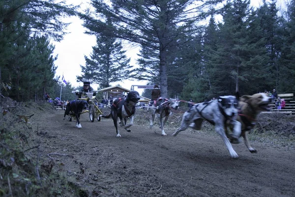 Köpek Quebec. Kanada, Kuzey Amerika.