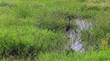 Bolivya, Güney Amerika yaban hayatı.