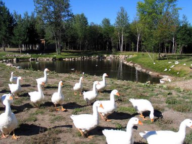 Kaz Quebec. Kanada, Kuzey Amerika.