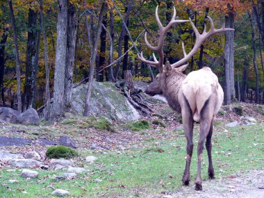Geyik Quebec. Kanada, Kuzey Amerika.