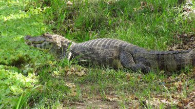 Reptil Bolivya, Güney Amerika.
